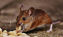 24 Hour & Emergency Exterminators in AT&T, NC